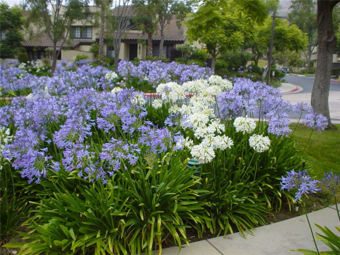 Lily of the Nile hybrids