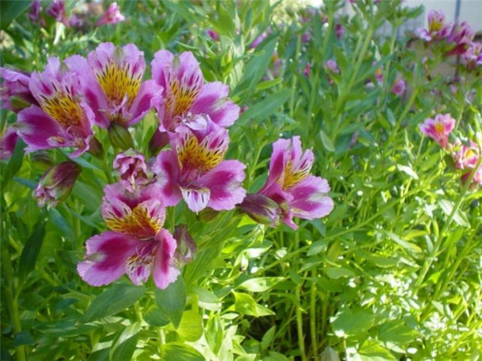 Peruvian Lily, Alstroemeria