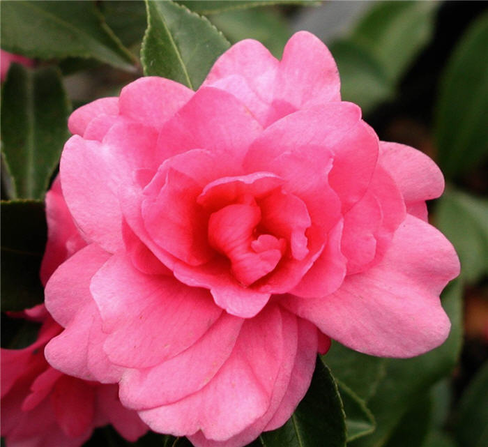 Sansanqua or Sun Camellia