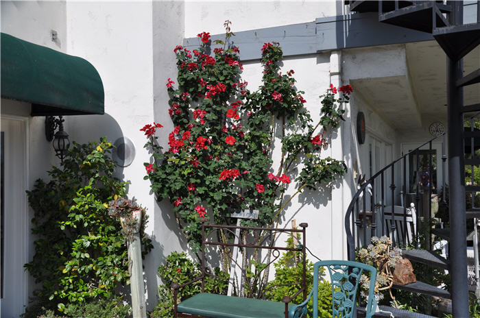 Plant photo of: Rosa Climbing varieties