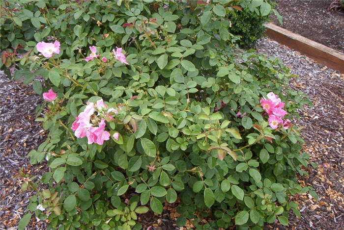 Rosa Shrub varieties