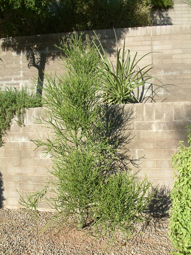 Pencil Tree, Pencilbush, Milkbush