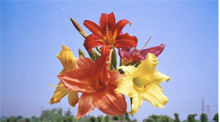 Hybrid Daylily (various)