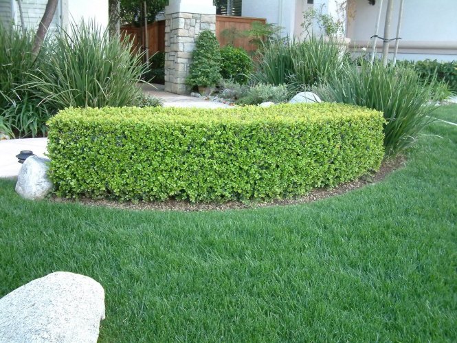 English or Common Boxwood