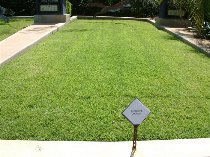 Plant photo of: Zoysia 'De Anza'