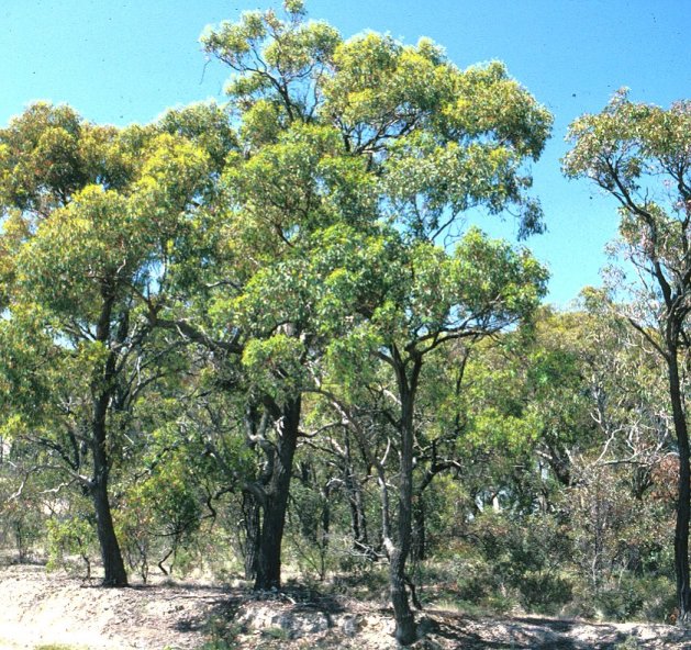 Red Ironbark, Pink Ironbark