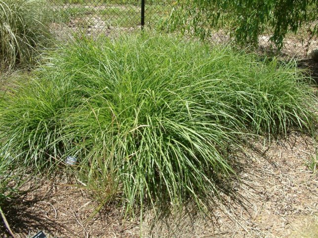 Miscanthus transmorrisonensis