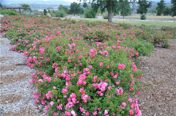 Plant photo of: Rosa Ground Cover varieties