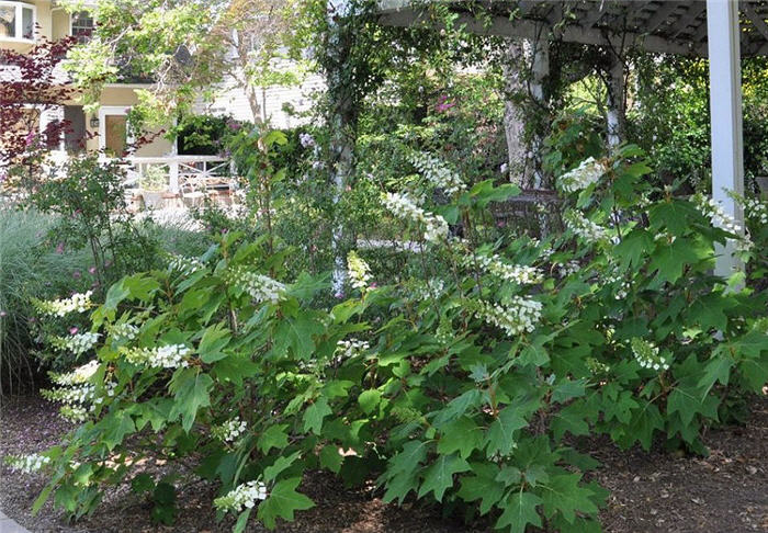 Oakleaf Hydrangea