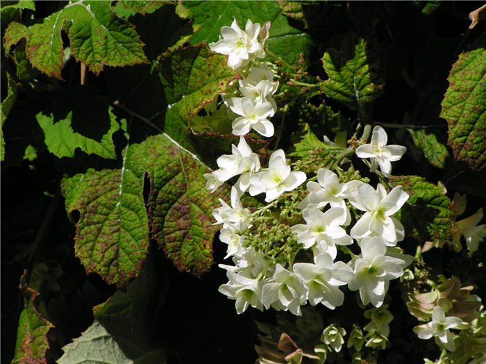 Plant photo of: Hydrangea quercifolia