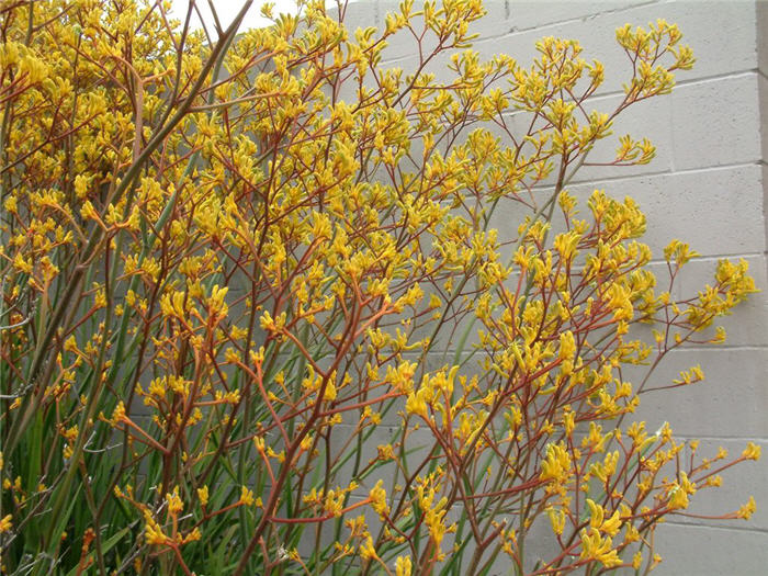 Kangaroo Paw 'Yellow'