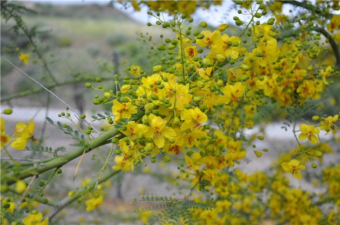 Plant photo of: Cercidium 'Desert  Museum'