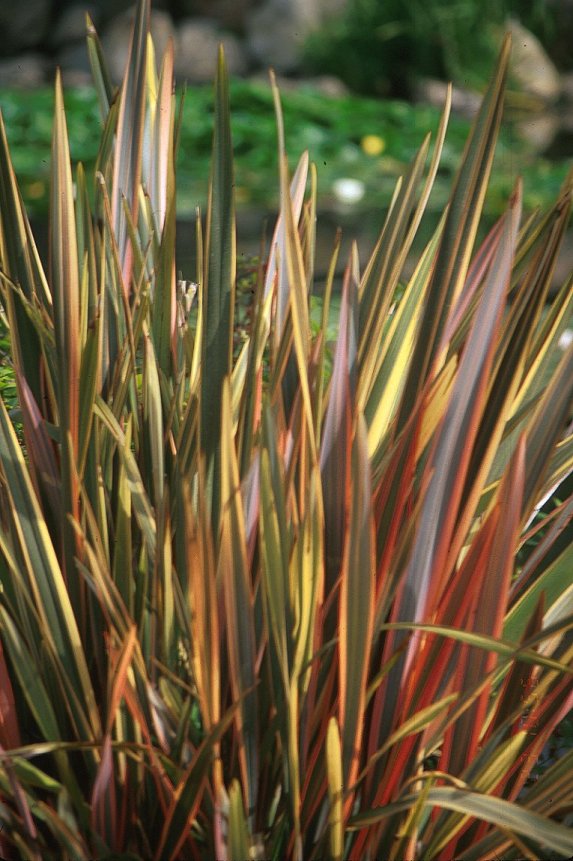 Plant photo of: Phormium cultivars