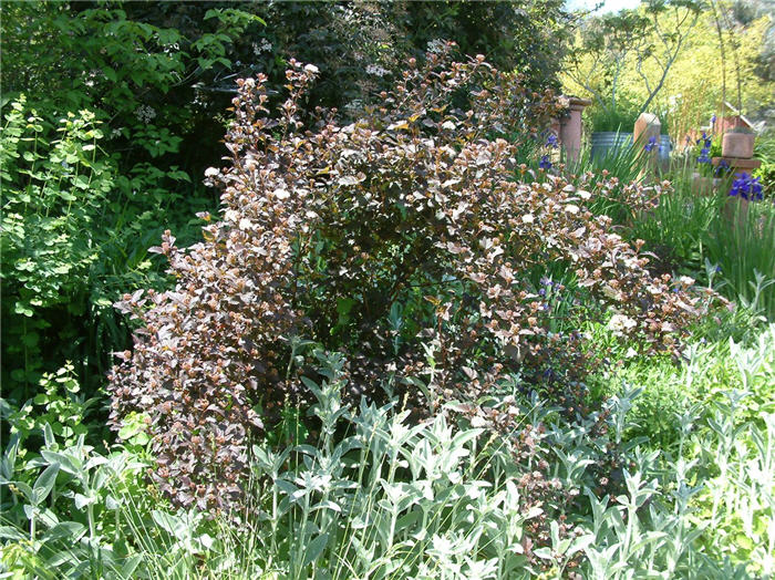 Plant photo of: Physocarpus opulifolius 'Diablo'