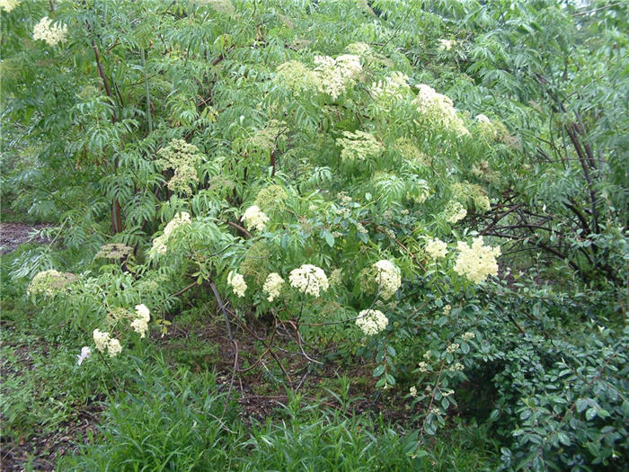 Sambucus mexicana