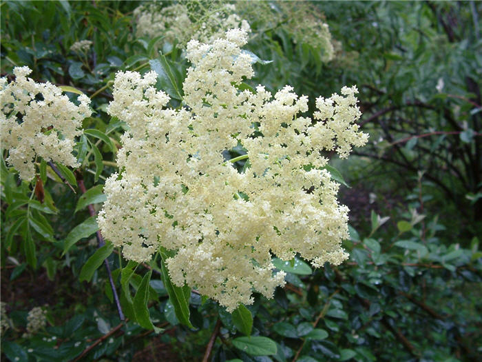 Plant photo of: Sambucus mexicana