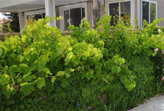 Plant photo of: Vitis vinifera