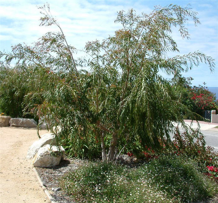 Peppermint Tree, Willow Myrtle