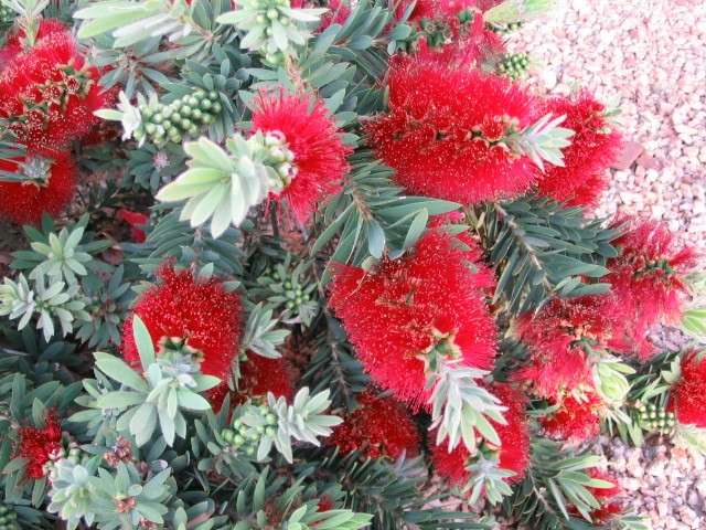 Plant photo of: Callistemon X viminalis 'Little John'