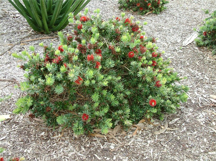 Plant photo of: Callistemon X viminalis 'Little John'