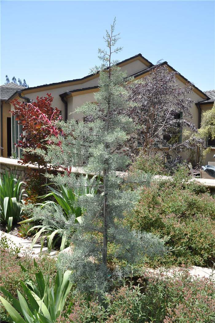 Plant photo of: Cupressus arizonica