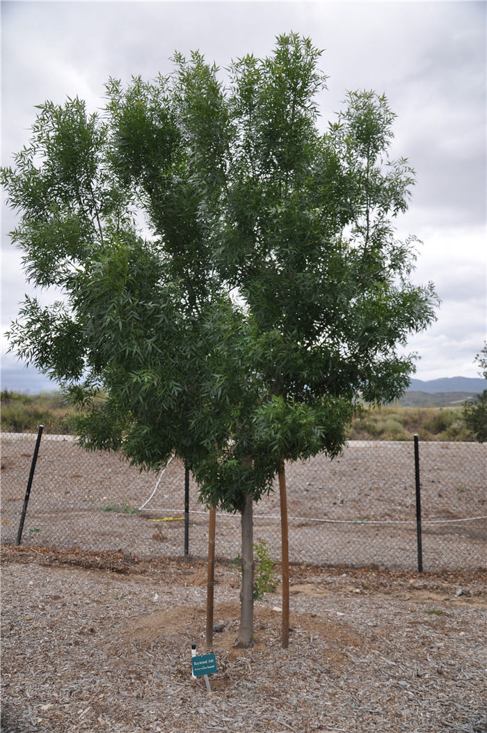 Plant photo of: Fraxinus angustifolia 'Raywood'