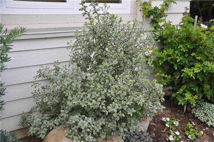 Plant photo of: Pittosporum tenuifolium 'Variegata'