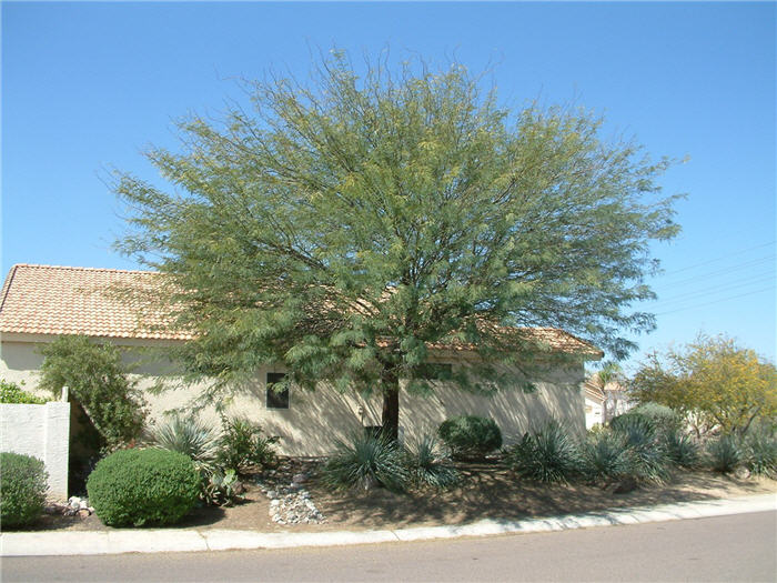 Prosopis chilensis