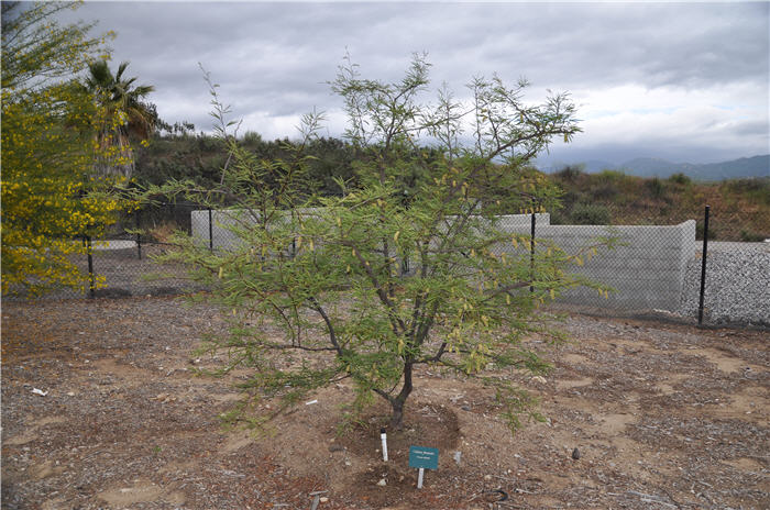 Plant photo of: Prosopis chilensis