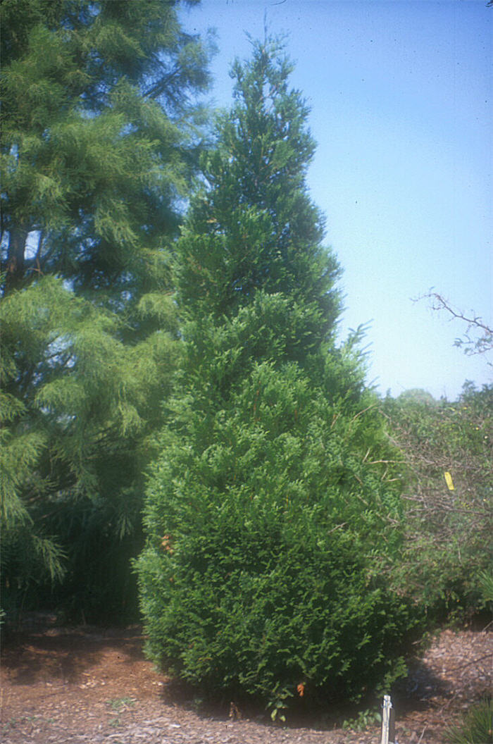 Thuja X plicata 'Green Giant'