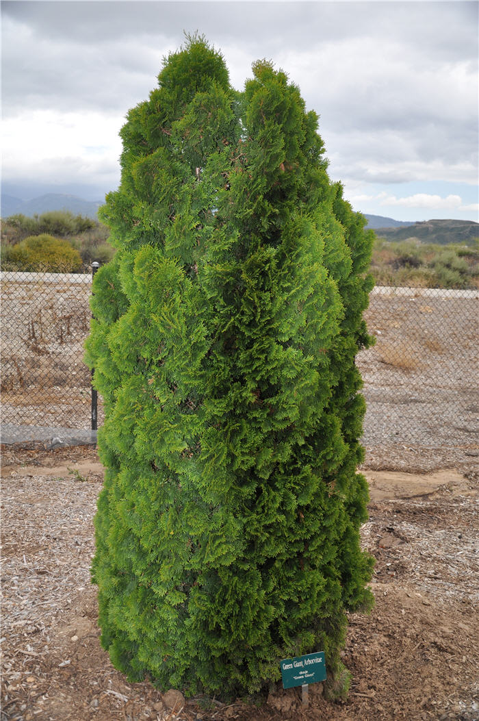 Plant photo of: Thuja X plicata 'Green Giant'