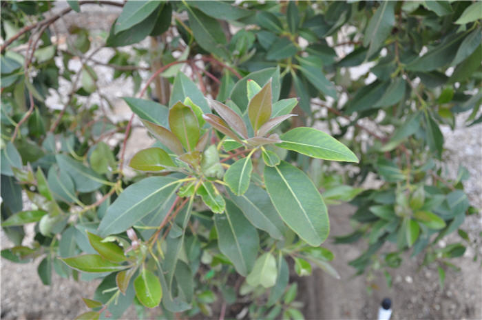 Plant photo of: Lophostemon confertus