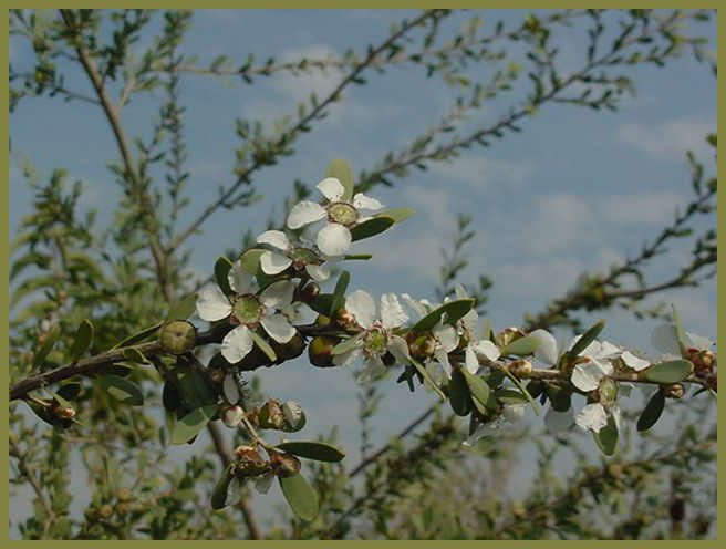 Plant photo of: Leptospermum laevigatum