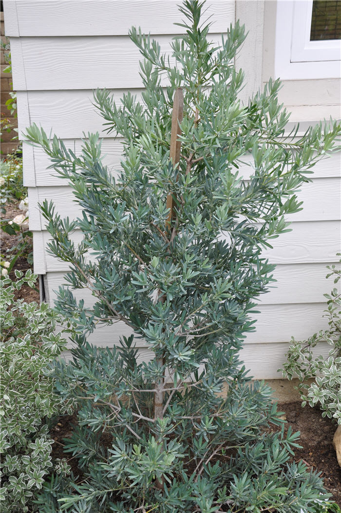 Podocarpus elongatus Icee Blue