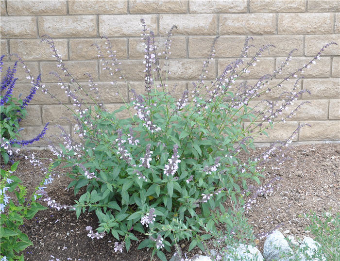 Plant photo of: Salvia 'Waverly'