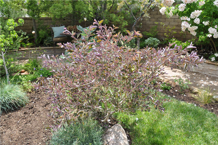 Plant photo of: Vitex trifoli 'Purpurea'