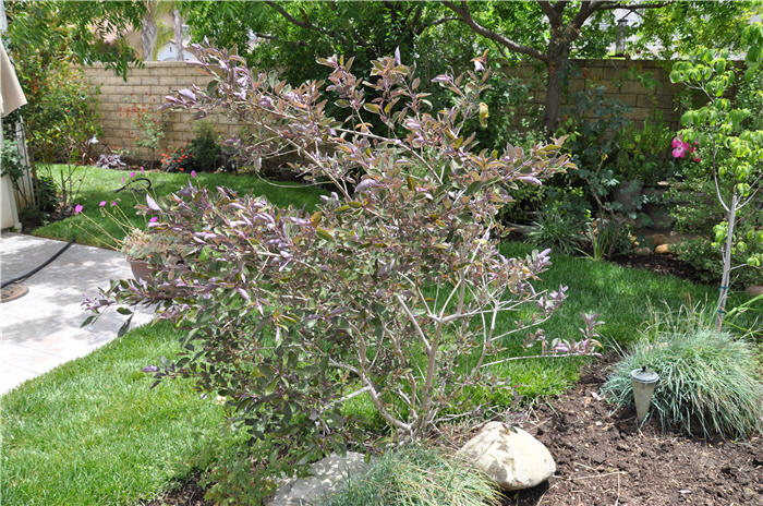 Plant photo of: Vitex trifoli 'Purpurea'