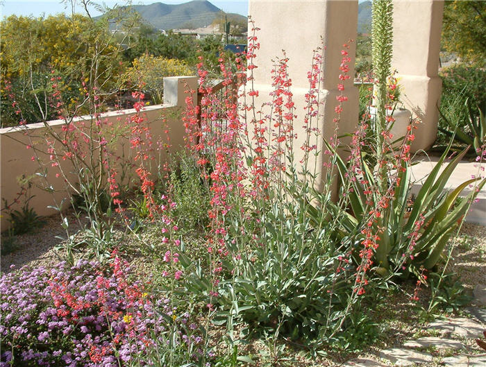 Plant photo of: Penstemon eatonii