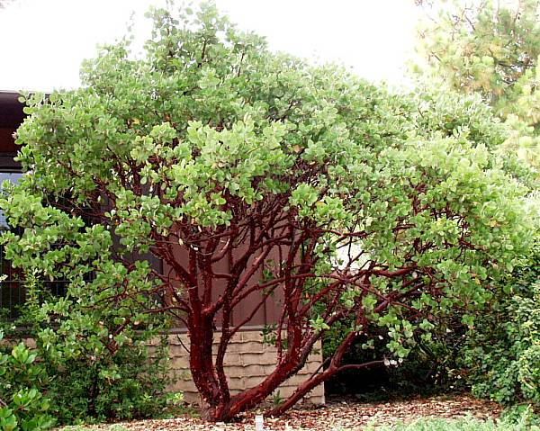 Manzanita, Dr. Hurd