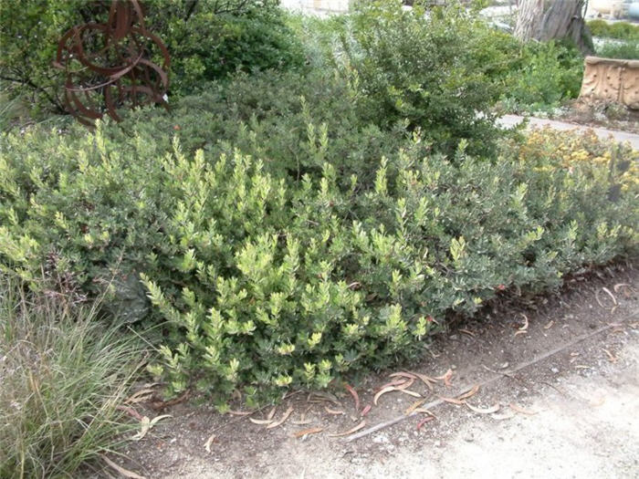 Arctostaphylos 'Pacific Mist'