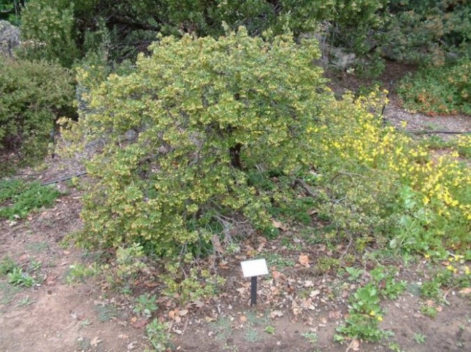 Arctostaphylos hookerii 'Monterey Carpet