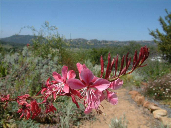 Plant photo of: Gaura lindheimeri 'Siskiyou Pink'