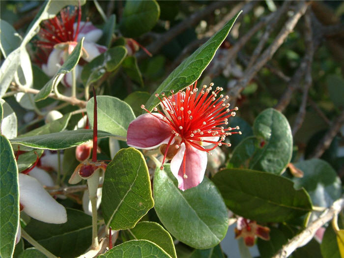 Pineapple Guava, Feijoa