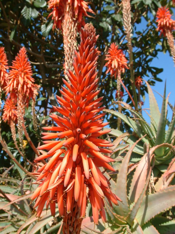 Aloe arborescens