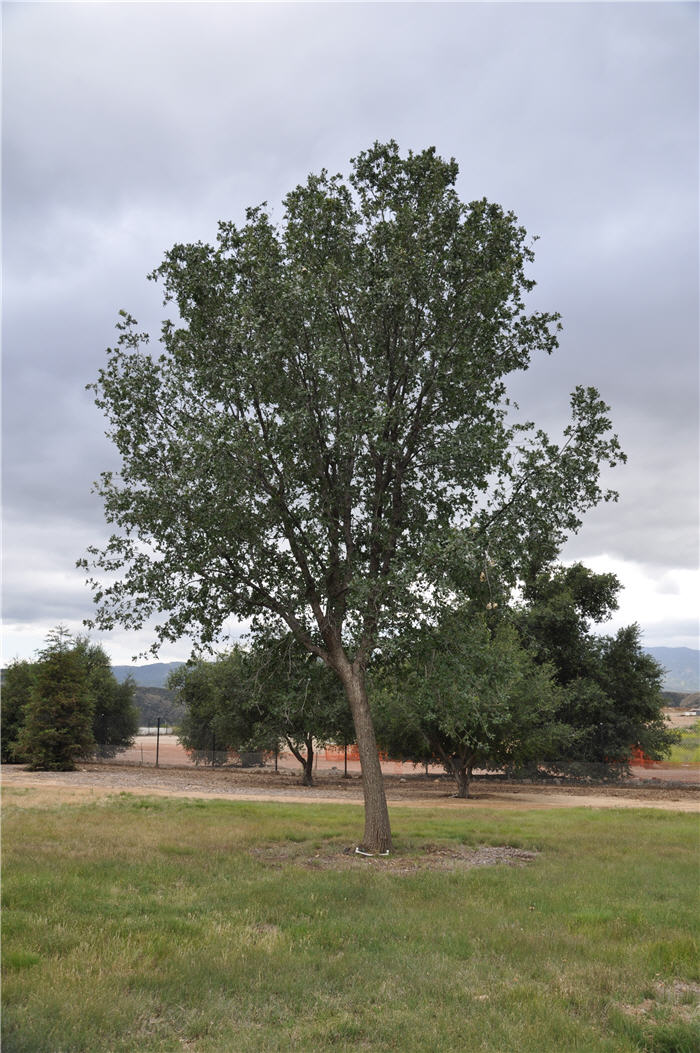 Plant photo of: Quercus kelloggii