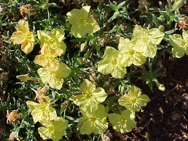 Plant photo of: Calylophus hartwegii fendleri