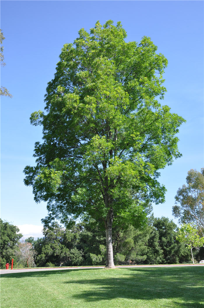 Fraxinus uhdei