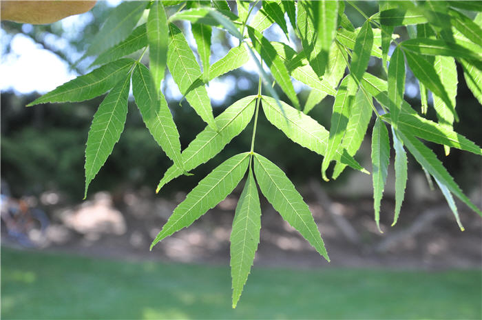 Plant photo of: Fraxinus uhdei