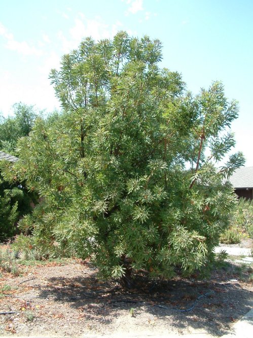 Island Ironwood, Catalina Ironwood