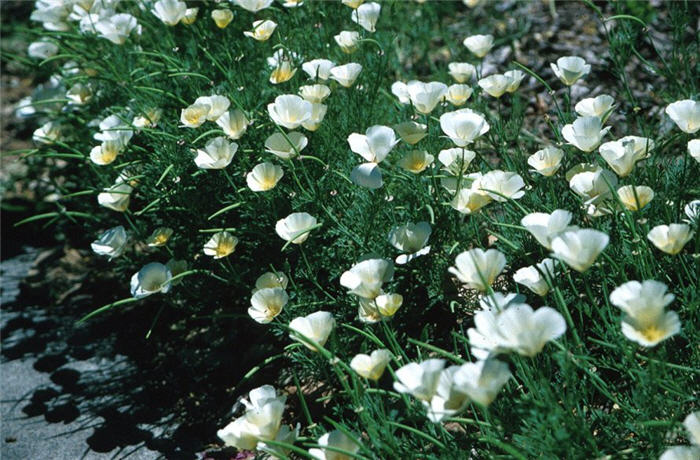 White California Poppy